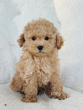 Load image into Gallery viewer, Orson Male Toy/Mini Poodle