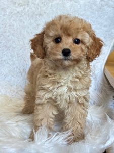 Moira Female Toy/Mini Poodle