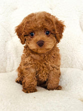 Load image into Gallery viewer, Ember Female Mini Cockapoo