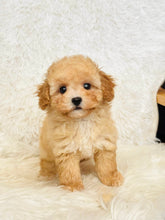 Load image into Gallery viewer, Augusta Female Toy/Mini Maltipoo