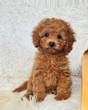 Load image into Gallery viewer, Penelope Female Toy Poodle
