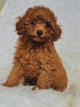 Load image into Gallery viewer, Gina Female Mini Poodle