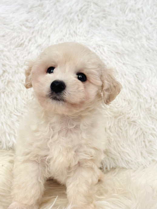 Bentley Male Toy Maltipoo
