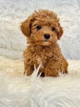 Load image into Gallery viewer, Maya Female Mini Poodle