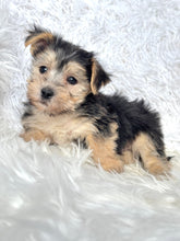 Load image into Gallery viewer, Boris Male Toy Morkie