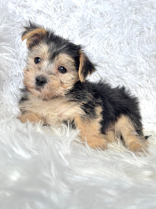 Boris Male Toy Morkie