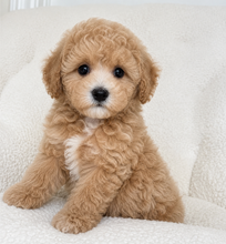 Cargar imagen en el visor de la galería, Mia Female Toy/Mini Maltipoo