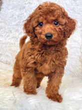 Load image into Gallery viewer, Teddy Male Mini Poodle
