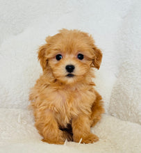 Cargar imagen en el visor de la galería, Tommy Male Toy Maltipoo