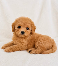 Load image into Gallery viewer, Mason Male Toy/Mini Poodle