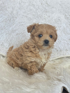 Tohoku Male Tiny Toy Maltipoo