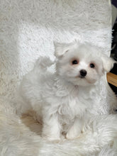 Load image into Gallery viewer, Snowball Male Tiny Toy Maltese