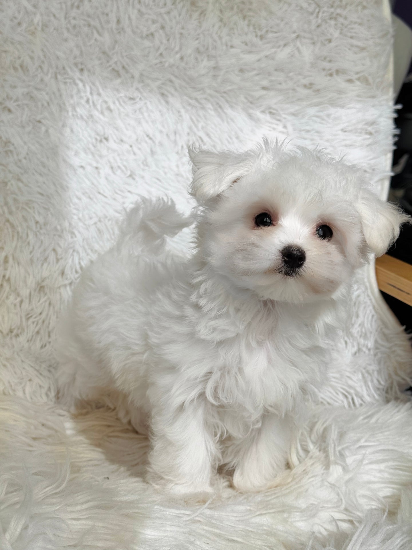 Snowball Male Tiny Toy Maltese