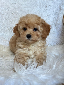 Moira Female Toy/Mini Poodle