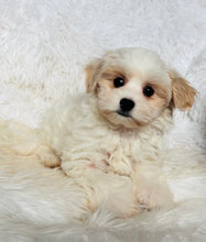 Load image into Gallery viewer, Maya Female Toy Maltipoo