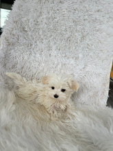 Load image into Gallery viewer, Keiko Female Toy Maltese