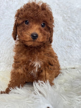 Load image into Gallery viewer, Appi Male Toy/Mini Poodle