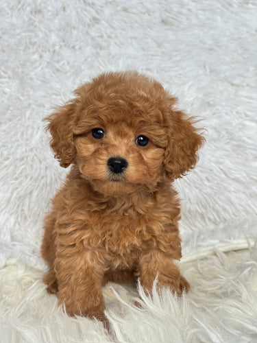 Ani Female Mini Poodle