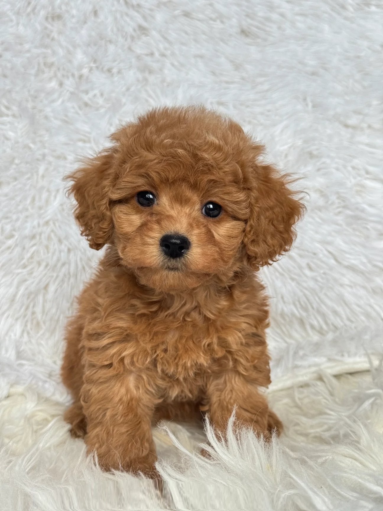 Ani Female Mini Poodle