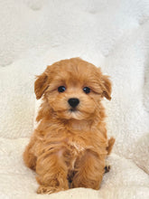 Cargar imagen en el visor de la galería, Virtuous Male Toy Maltipoo