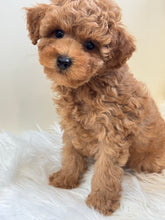 Load image into Gallery viewer, Maui Male Mini Poodle