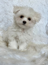 Load image into Gallery viewer, Frankie Male Tiny Toy Maltese