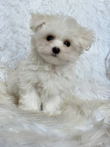 Frankie Male Tiny Toy Maltese