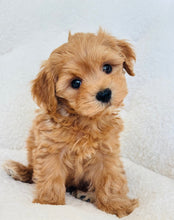 Load image into Gallery viewer, Shingo Male Toy Maltipoo