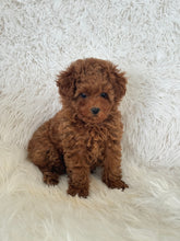 Load image into Gallery viewer, Yumi Female Teacup Poodle