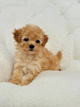Load image into Gallery viewer, Luna Female Toy/Mini Poodle
