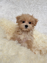 Load image into Gallery viewer, Jake Male Toy/Mini Maltipoo