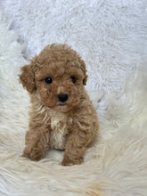 Load image into Gallery viewer, Goofy Male Toy Poodle