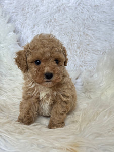 Goofy Male Toy Poodle