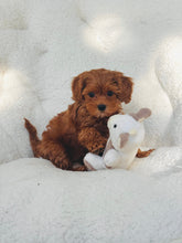 Load image into Gallery viewer, Poppy Female Toy/Mini Maltipoo (reserved)