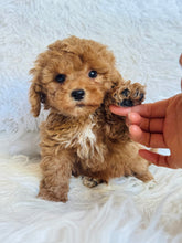 Load image into Gallery viewer, Buddy Male Mini Poodle