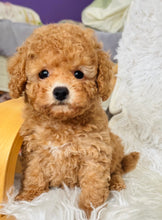 Load image into Gallery viewer, Winston Male Toy Poodle
