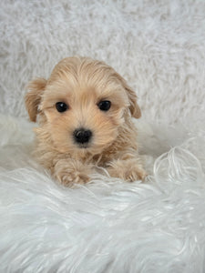 Niseko Female Toy Maltipoo