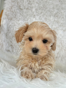 Niseko Female Toy Maltipoo