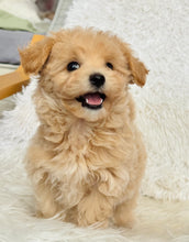 Load image into Gallery viewer, Freddie Male Toy Maltipoo