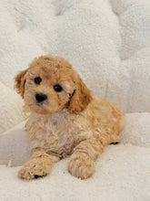Load image into Gallery viewer, Daisy Female Mini Cockapoo