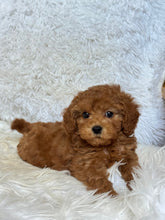 Load image into Gallery viewer, Dallas Female Mini Poodle