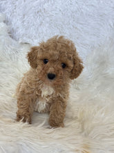 Load image into Gallery viewer, Goofy Male Toy Poodle
