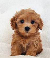 Charger l'image dans la galerie, Elina Female Toy Maltipoo