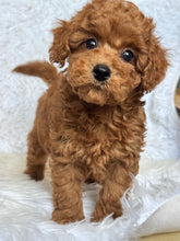 Load image into Gallery viewer, Ollie Male Mini Poodle
