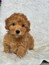 Load image into Gallery viewer, Tatsuya Male Toy/Mini Poodle