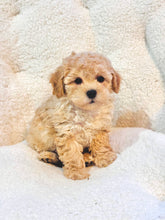 Charger l'image dans la galerie, Cheer Female Toy/Mini Poodle