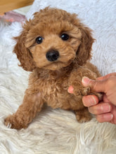 Load image into Gallery viewer, Matteo Male Toy Maltipoo