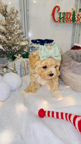 Boots Male Toy Maltipoo