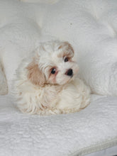 Load image into Gallery viewer, Benny Male Toy Maltipoo