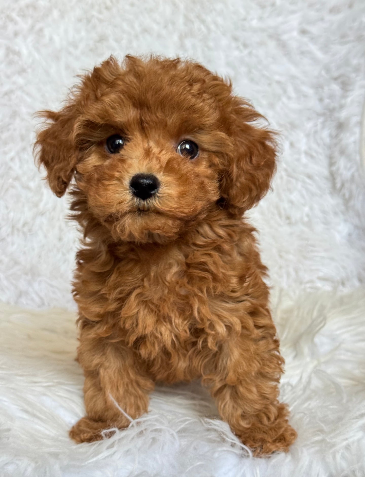 Penny Female Toy Poodle